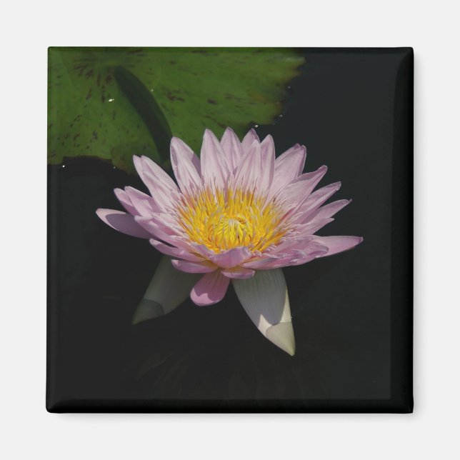 Rosa Lila Lotus Waterlily magnet (Framsidan)