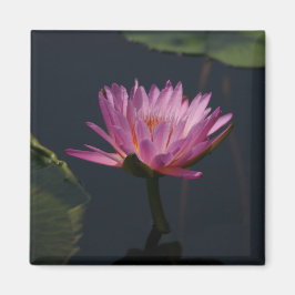Rosa Lila Lotus Waterlily magnet
