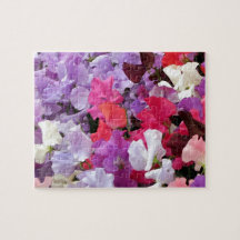 Rosa, lila och vita blommor av sötärter i blomning