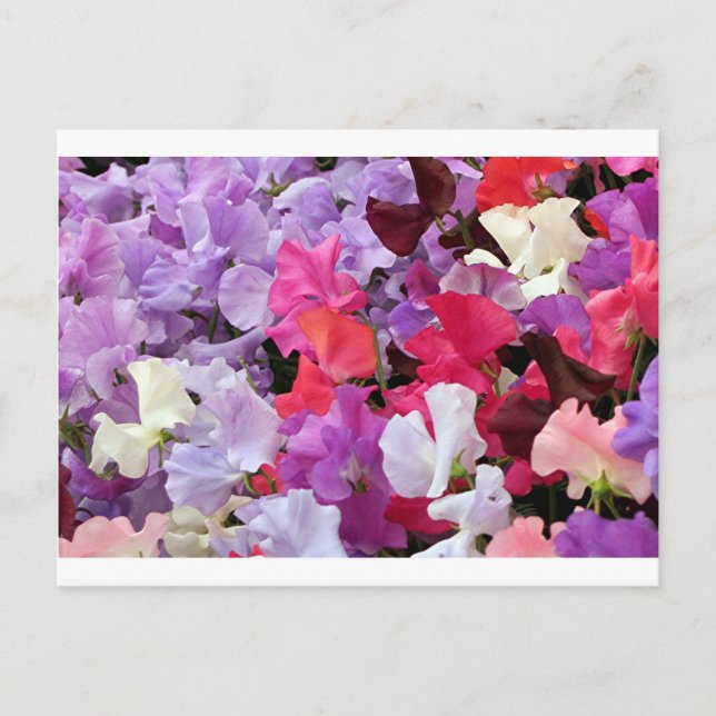 Rosa, lila och vita blommor av sötärter i blomning vykort (Framsida)