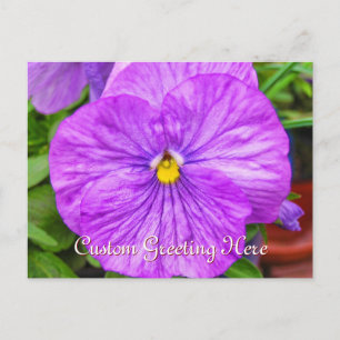 Rosa Lila Pansy Flower vycard Vykort