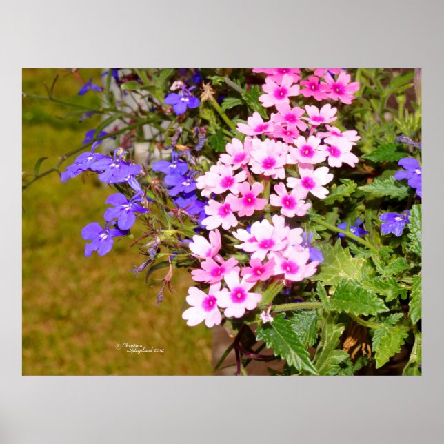 Rosa lila Phlox-blommor Poster eller skriver ut (Framsidan)