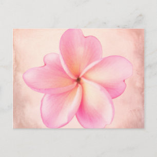 Rosa Lila Plumeria Rosa Bakgrund Vykort