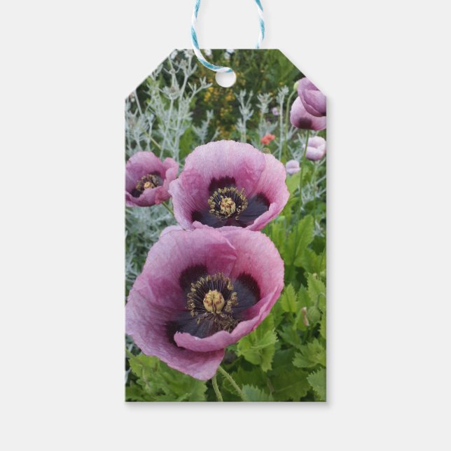 Rosa Lila Poppies Mauve Lila Flower Presentetikett (Framsidan)