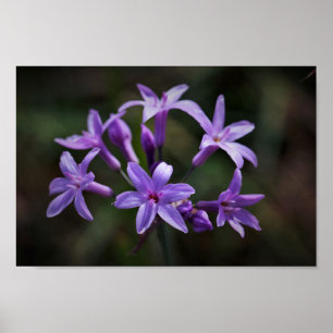 Rosa lila Ramslök Blommor Blommig Poster