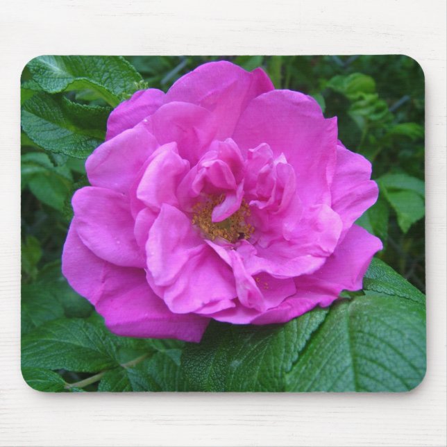 rosa, lila rosblomma musmatta (Framsidan)