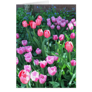 Rosa Lila Springtime Vår Tulips Flower Blommigt Hälsningskort