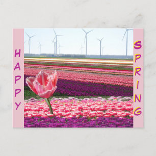 Rosa Lila Tulips Fält Lycklig Vår-vykort Vykort