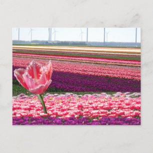 Rosa Lila Tulips Fält & Rosa Tulip DIY vykort