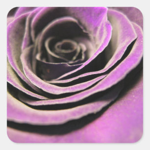 Rosa Lilac Ro Fyrkantigt Klistermärke