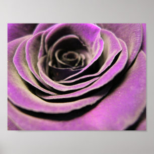 Rosa Lilac Ro Poster