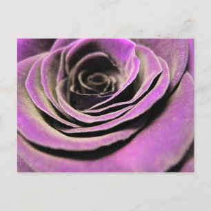 Rosa Lilac Ro Vykort