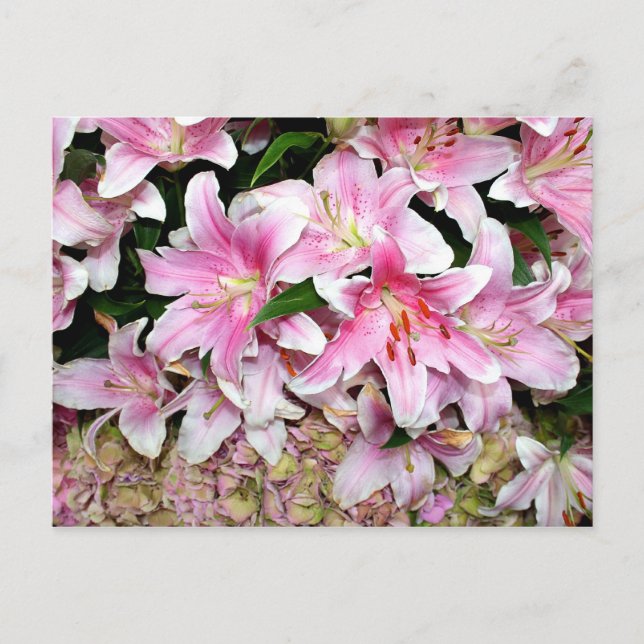 Rosa Lilies & Hydrangea Vykort (Framsida)