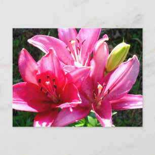 Rosa Lilies i Bloom Vykort