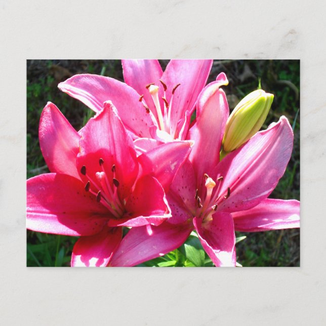 Rosa Lilies i Bloom Vykort (Framsida)