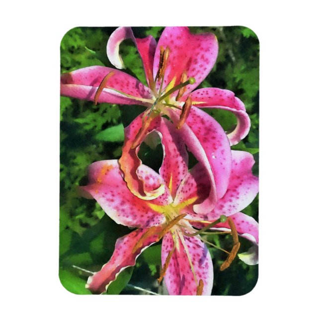 Rosa Lilies i kylskåp Magnet (Vertikal)