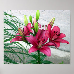 Rosa Lilies Poster