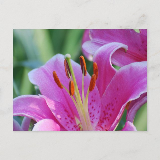 Rosa Lilies vykort (Framsida)