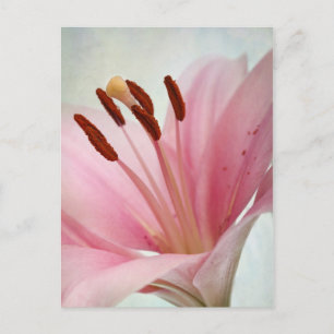 Rosa Lilies Vykort