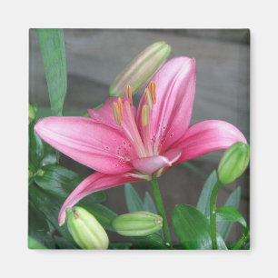 Rosa lilja magnet