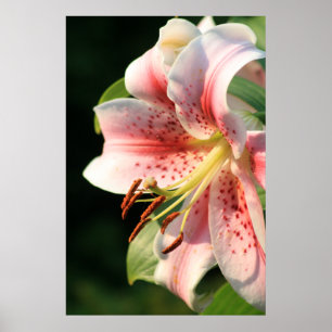 Rosa lilja! poster