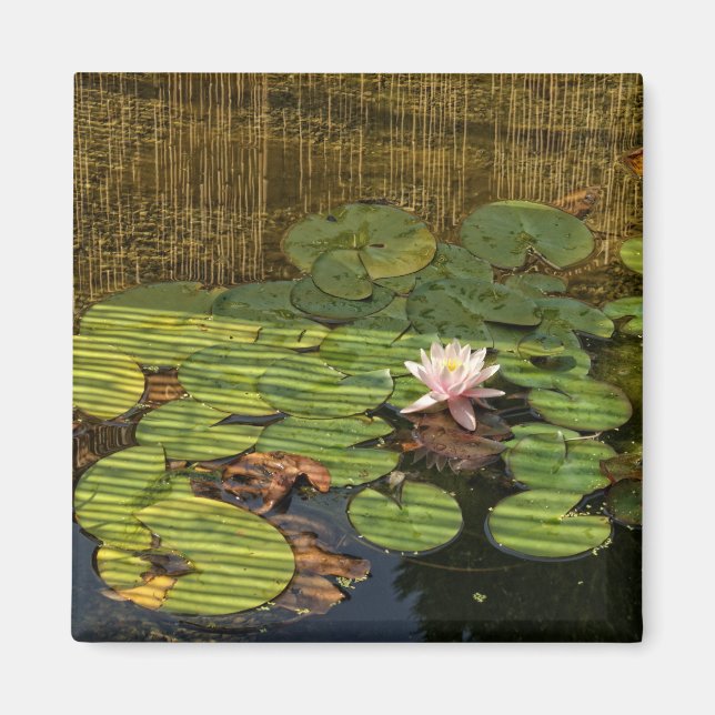 rosa liljagnet magnet (Framsidan)