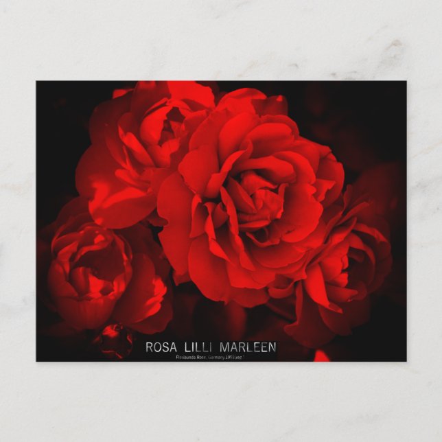 Rosa Lilli Marleen: Vykort (Framsida)