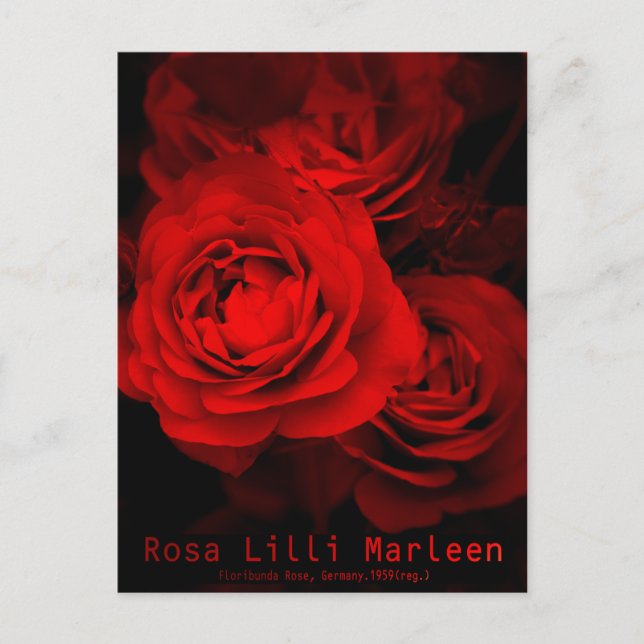 Rosa Lilli Marleen:vykort Vykort (Framsida)