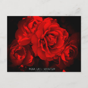 Rosa Lilli Marleen:vykort Vykort