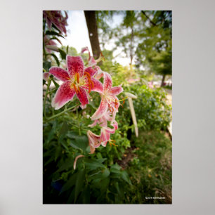 Rosa Lillies Poster