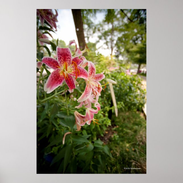Rosa Lillies Poster (Framsidan)