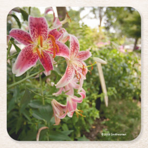 Rosa Lillies Underlägg Papper Kvadrat