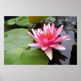Rosa Lilly In Pond Poster