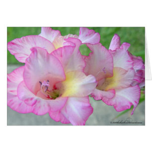 rosa lilly_palete knivar hälsningskort