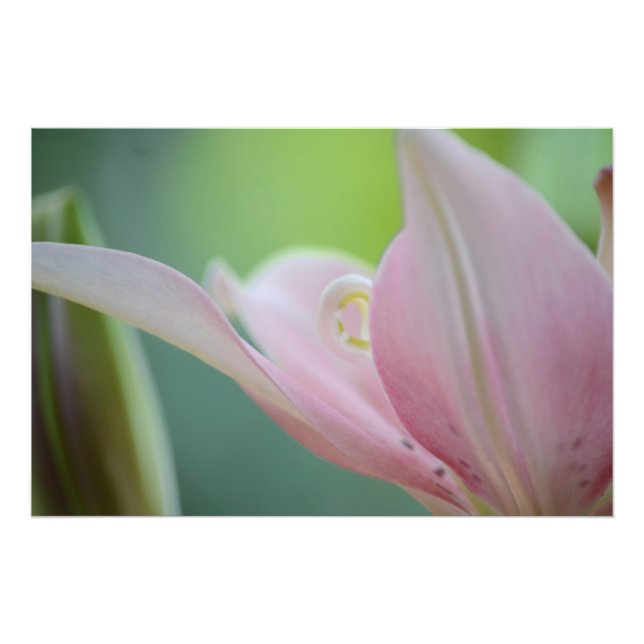 Rosa Lily by Shirley Taylor Fototryck (Framsidan)
