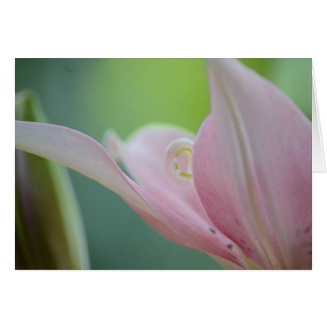 Rosa Lily by Shirley Taylor Hälsningskort (Framsidan Horizontal)