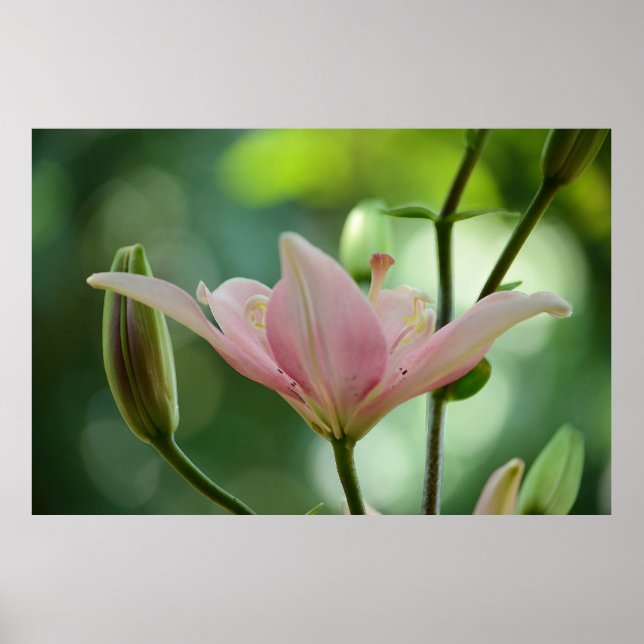 Rosa Lily by Shirley Taylor Poster (Framsidan)
