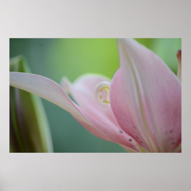 Rosa Lily by Shirley Taylor Poster (Framsidan)