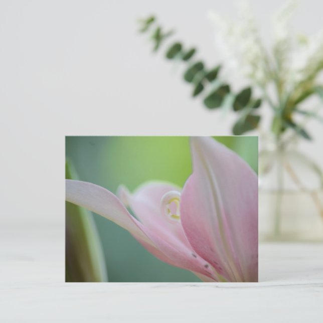Rosa Lily by Shirley Taylor Vykort (Stående Fram)