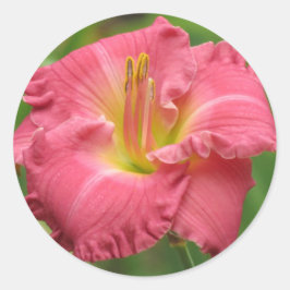 Rosa Lily - Daylily Runt Klistermärke