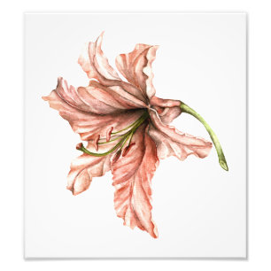 Rosa Lily Flower Fototryck