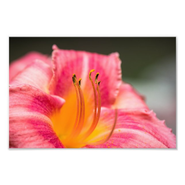 Rosa Lily Flower Fototryck (Framsidan)