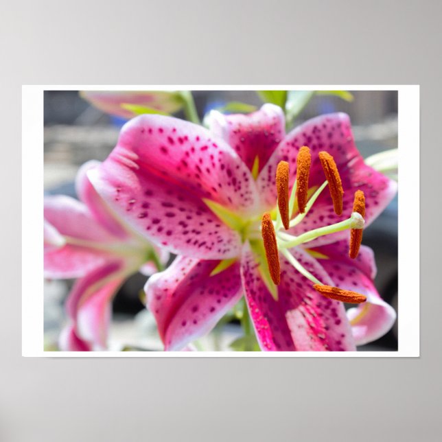 Rosa Lily Flower Photo Poster (Framsidan)