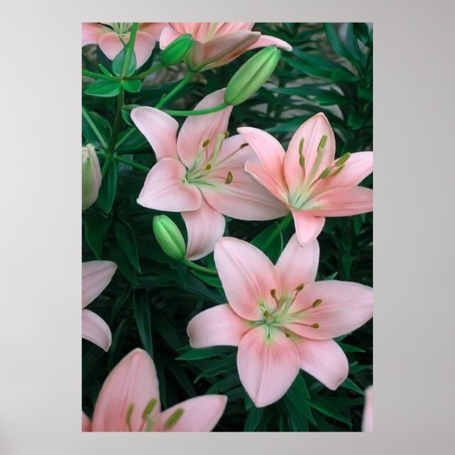 Rosa Lily Flowers Poster (Framsidan)