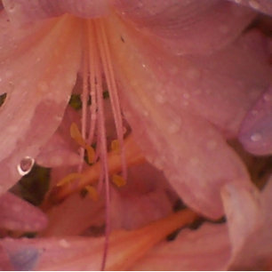 Rosa Lily i Rain Canvastryck