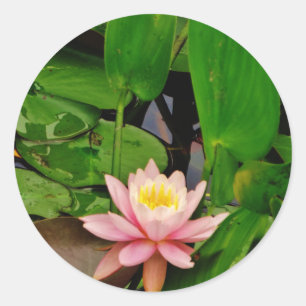 Rosa lily lotus vatten lily-blomma runt klistermärke