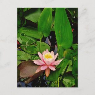 Rosa lily lotus vatten lily-blomma vykort