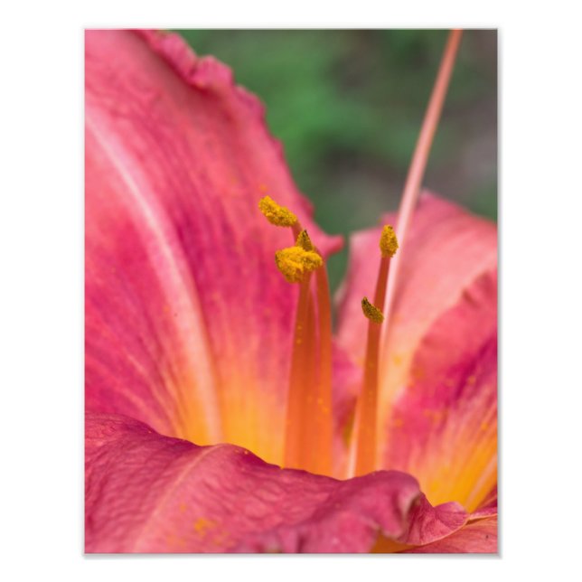 Rosa Lily Macro Fototryck (Framsidan)