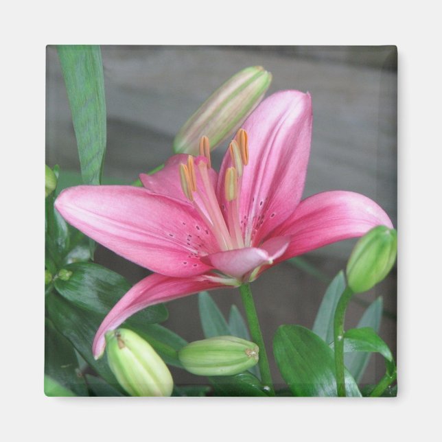 Rosa Lily Magnet (Framsidan)