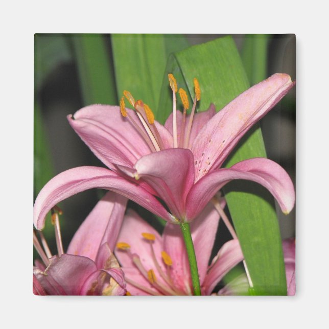 Rosa Lily Magnet (Framsidan)
